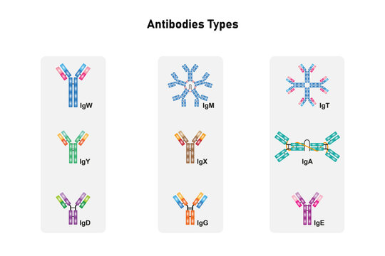 Antibodies Types Diagram Science Design. Vector Illustration.