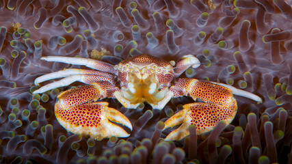 Porcelain Crabs Filtering Plankton While Sheltering on Reef © Leon Burda
