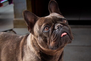 french bulldog portrait