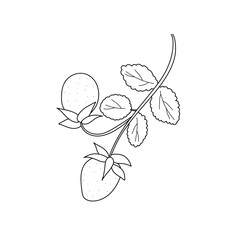 Minimalist line art illustration of a strawberry branch with leaves. Elegant black and white botanical vector drawing on white background. Hand drawn organic graphic for modern design and patterns
