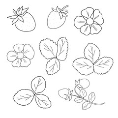 Vector set with strawberries, leaves, flowers, and twigs. Black and white line art on a white background. Perfect for design, coloring book, packaging, and prints