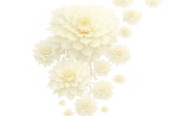 White dahlia flowers floating, creating an elegant floral design. Isolated for easy integration into various projects
