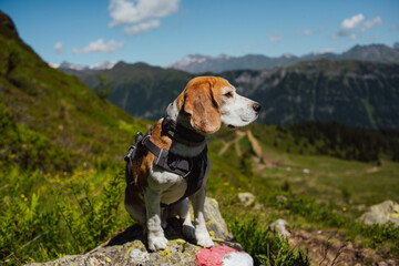 Beagle profile on mountain trail