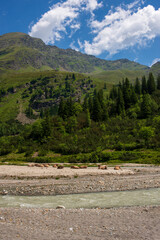 Cows in mountain landscape