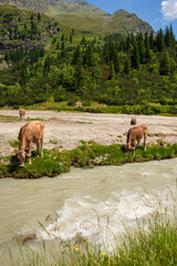 Cows drinking from river