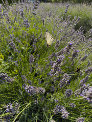 Butterfly and bee on lavender