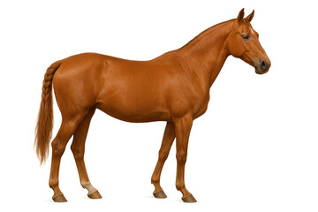 Fototapeta premium Chestnut horse with white blaze standing, a domestic animal showing strength and elegance, isolated on transparent background