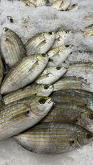 Vibrant Seafood Market: Diverse Selection of Fresh and Frozen Fish Displayed in Icy Bins. Perfect for Showcasing Quality, Variety, and Culinary Delights in a Dynamic Retail Environment