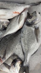 Vibrant Seafood Market: Diverse Selection of Fresh and Frozen Fish Displayed in Icy Bins. Perfect for Showcasing Quality, Variety, and Culinary Delights in a Dynamic Retail Environment