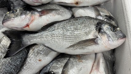 Vibrant Seafood Market: Diverse Selection of Fresh and Frozen Fish Displayed in Icy Bins. Perfect for Showcasing Quality, Variety, and Culinary Delights in a Dynamic Retail Environment