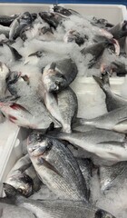 Vibrant Seafood Market: Diverse Selection of Fresh and Frozen Fish Displayed in Icy Bins. Perfect for Showcasing Quality, Variety, and Culinary Delights in a Dynamic Retail Environment