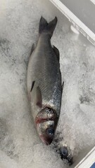 Vibrant Seafood Market: Diverse Selection of Fresh and Frozen Fish Displayed in Icy Bins. Perfect for Showcasing Quality, Variety, and Culinary Delights in a Dynamic Retail Environment