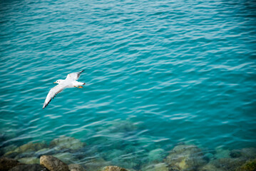 seagull flying over the blue sea
