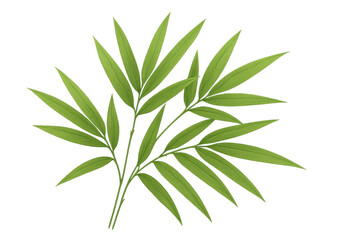 Fototapeta premium Green tropical palm leaf illustration, a fresh botanical element with natural vibrant foliage on transparent background