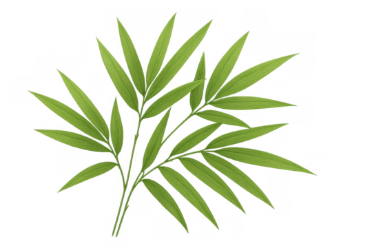 Green tropical palm leaf illustration, a fresh botanical element with natural vibrant foliage on transparent background