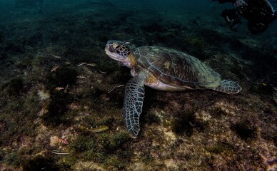 Fototapeta premium An impressive sea turtle