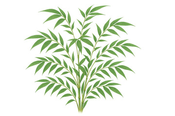 Fototapeta premium Green bamboo bush with fresh leaves growing, natural plant vegetation object with transparent background
