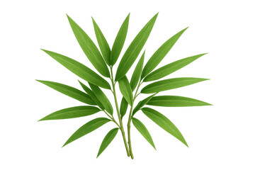 Green bamboo leaves with fresh foliage, natural bamboo plant, growing on a transparent background