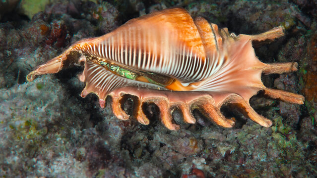 Spider Conch Resting on Coral Rubble Showing Distinctive Shell