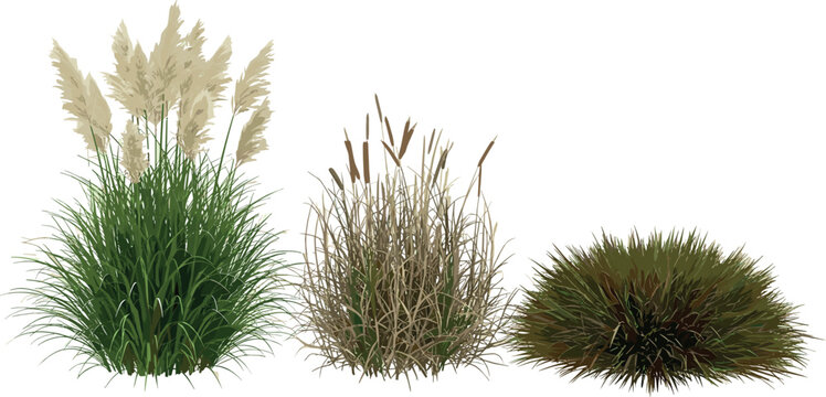 A collection of diverse ornamental grasses, including pampas grass and cattails, isolated on a white background for landscape design