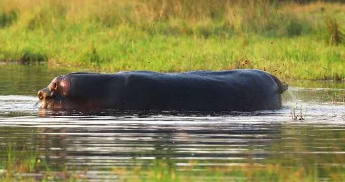 Large Hippopotamus marking its territory with a small tail and roe in water near Khwai in Okavango delta, Botswana