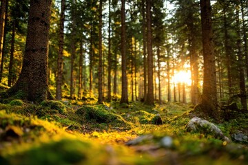 Obraz premium Serene forest landscape at sunset, with golden light filtering through tall trees and lush undergrowth