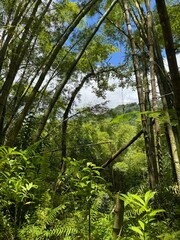 tropical forest in Puerto Rico 