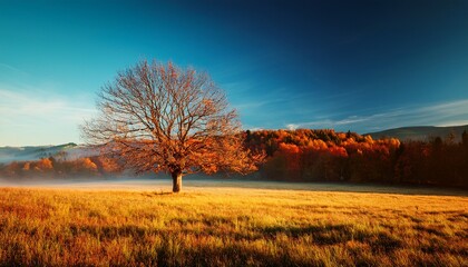Obraz premium Bare Tree In Front Of Meadow In Autumn
