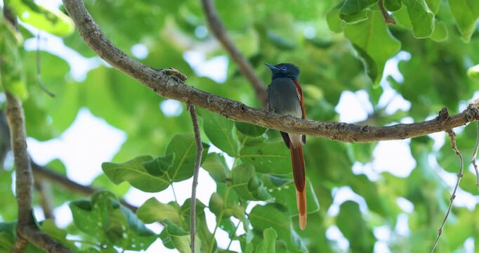 African paradise flycatcher perched on a lush tree in Moremi Game Reserve, Botswana