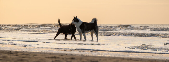 Dogs play together on the beach during a beautiful sunset by the ocean waves
