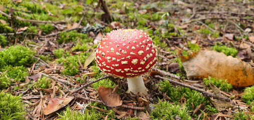 Vibrant, iconic Fly Agaric (Amanita muscaria) mushroom with its striking red and white spotted cap on a bed of green forest moss in a sunlit autumn woodland