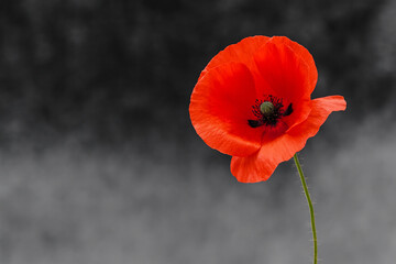 Obraz premium Remembrance day poppy. Red poppies in a poppies field with desaturated background