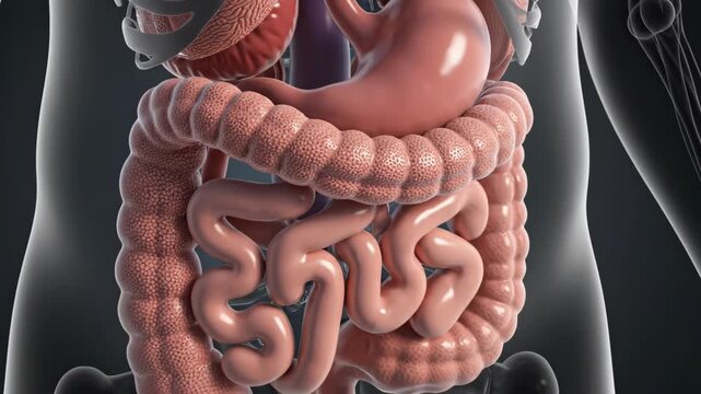 Medical animation showcasing the human digestive system, including the stomach, large intestine