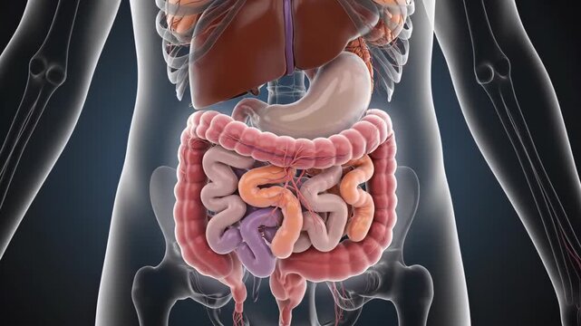Medical visualization showcasing detailed human digestive system anatomy and physiology