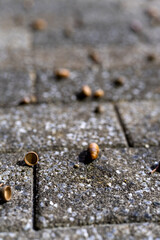 グレーの石ブロックに落ちた小さなどんぐりのクローズアップ