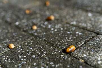 グレーの石ブロックに落ちた小さなどんぐりのクローズアップ