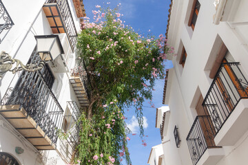 Roofs with flowers of Altea, Spain. Bright sunny day.