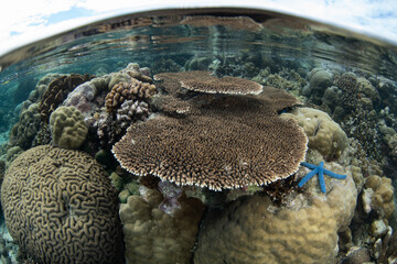 Fototapete bei efototapeten.de bestellen   