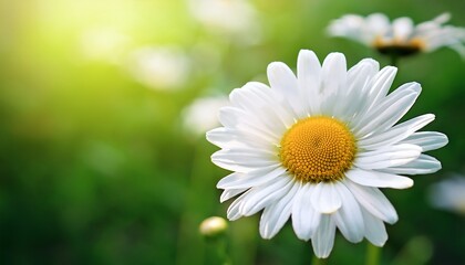 Fototapeta premium Vibrant White Daisy Flower On Bright Green Background For Nature Photography