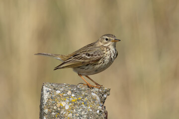 Adult Meadow Pipit (Anthus pratensis) in European grasslands