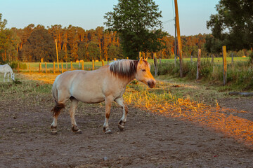 Obraz premium Horse walking gracefully across a sunlit pasture, surrounded by lush greenery and wooden fences, showcasing the beauty of nature and equine elegance in a serene environment