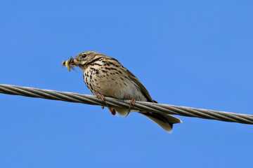 Adult Meadow Pipit (Anthus pratensis) in European grasslands