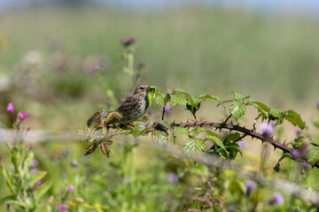Adult Meadow Pipit (Anthus pratensis) in European grasslands