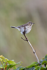 Adult Meadow Pipit (Anthus pratensis) in European grasslands