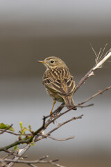 Adult Meadow Pipit (Anthus pratensis) in European grasslands
