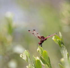 Nature background of Calico Pennant Dragonfly in perched on a marsh plant 