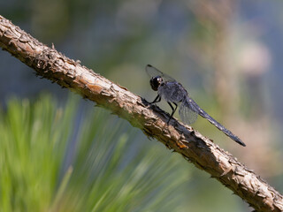 Slaty Skimmer Dragonfly closeup on a piece of wood