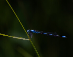 Marsh Bluet Damselfly closeup on a plant stem with dark green background
