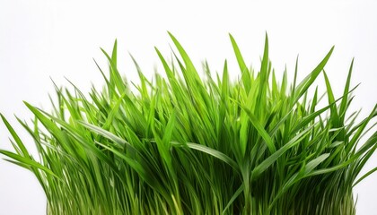 Obraz premium Fresh Green Grass Isolated On White