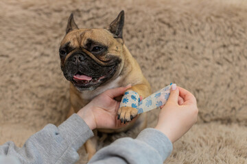 Woman gently bandages pug dog's injured paw on home sofa, showing care, attention, and patience. Pet stays still, allowing calm healing moment full of trust, empathy, emotional warmth, and connection.